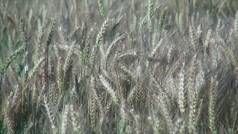 Oregon-Wheat-Closeup